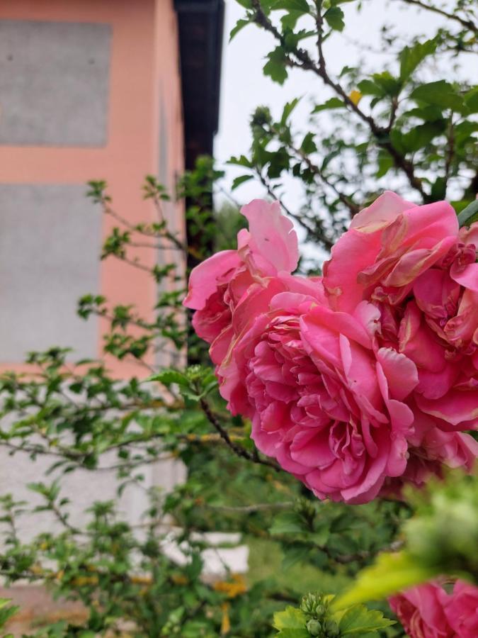 R24, Rose House Hotell Ljubljana Eksteriør bilde